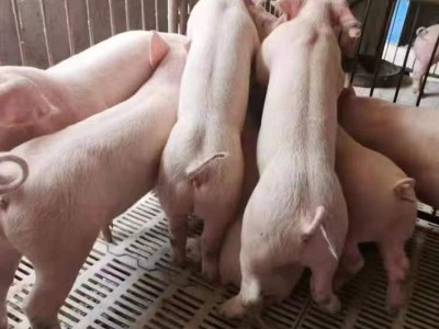 仔猪 20斤至100斤健康肥胖小猪苗出售 耐粗粮能吃食图2