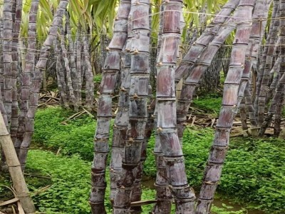 展宏 黑皮甘蔗大量供应 脆甜多汁当季水果 清甜果蔗现砍现发图3