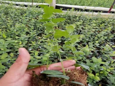 蓝莓苔藓苗 蓝莓组培苗哪里有卖 南高丛蓝莓苗品种 有瑞卡 珠宝H5图2