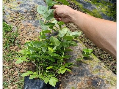 蓝莓苔藓苗 蓝莓组培苗哪里有卖 南高丛蓝莓苗品种 有瑞卡 珠宝H5图4