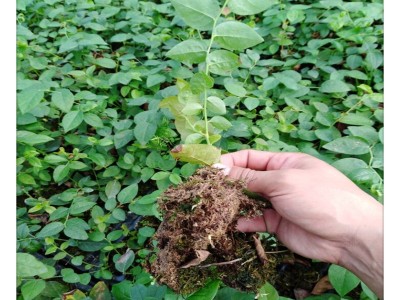 蓝莓苔藓苗 蓝莓组培苗哪里有卖 南高丛蓝莓苗品种 有瑞卡 珠宝H5图3