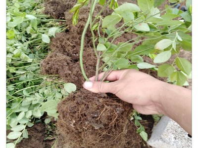 蓝莓苔藓苗 蓝莓组培苗哪里有卖 南高丛蓝莓苗品种 有瑞卡 珠宝H5图5