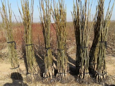 梨树苗厂家 秋月梨树苗哪里多 嫁接梨树苗价格 晚熟梨树品种图4