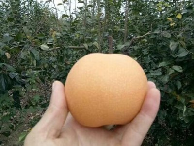 梨树苗厂家 秋月梨树苗哪里多 嫁接梨树苗价格 晚熟梨树品种图2