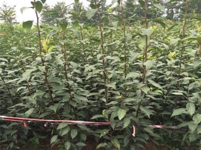 梨树苗厂家 秋月梨树苗哪里多 嫁接梨树苗价格 晚熟梨树品种图5