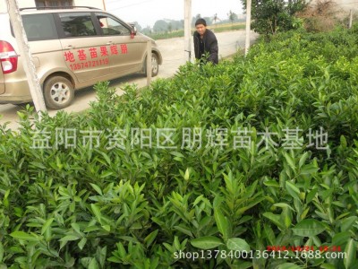 南方果树苗批发水果苗早熟橘子树苗 大分一号桔子苗 早熟基地直销图4