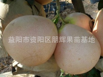 新品种嫁接红心红肉柚子种苗 三红泰国红柚蜜柚苗 味甜色泽亮图4