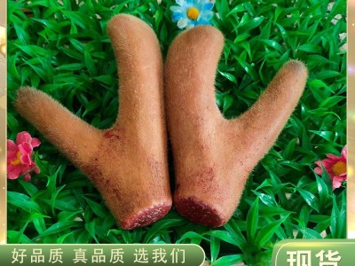 鲜鹿茸 东北特产梅花鹿鲜鹿茸泡酒煲汤吉林特产滋补养生厂家批发图2