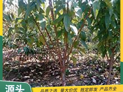 高硬度李子苗 4.5百分比女神西梅果树国外引进 早熟 裕丰园林栽植图2