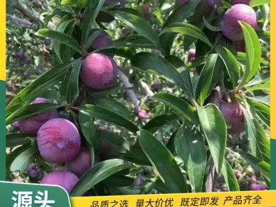 高硬度李子苗 4.5百分比女神西梅果树国外引进 早熟 裕丰园林栽植图4