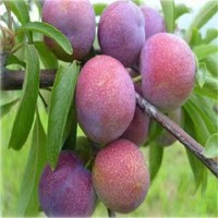 高硬度李子苗 4.5百分比女神西梅果树国外引进 早熟 裕丰园林栽植
