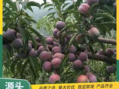 高硬度李子苗 4.5百分比女神西梅果树国外引进 早熟 裕丰园林栽植图3