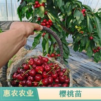 惠农农业供应 俄罗斯八号含香樱桃苗 种植大樱桃树现挖现卖