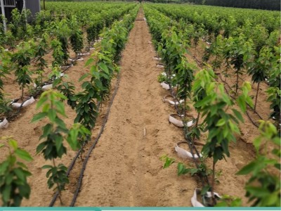 惠农农业供应 俄罗斯八号含香樱桃苗 种植大樱桃树现挖现卖图5