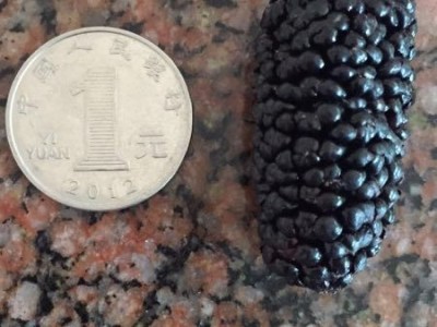 海宁农丰果桑专业合作社优质桑葚树苗批发供应图3
