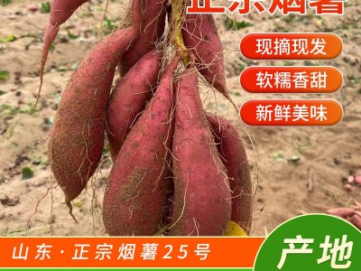 微商电商3两~6两山东烟蜜薯25号烟台农科院流油红薯农家番薯沙地图4