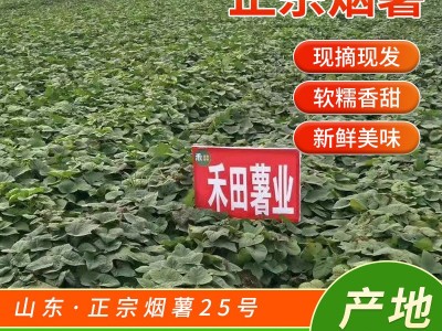 微商电商3两~6两山东烟蜜薯25号烟台农科院流油红薯农家番薯沙地图2