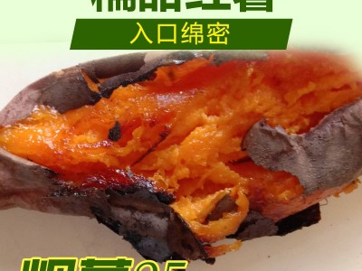 基地直发，唐山烟薯3两到6两，红薯蜜薯图3