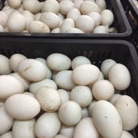 大量供应鲜鹅蛋