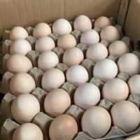 大量现货供应14天的活珠子 鸡胚 凤凰蛋