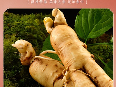 【吉林正常发货】人参蜜片 50g/瓶 吉林厂家批发 一件代发图4
