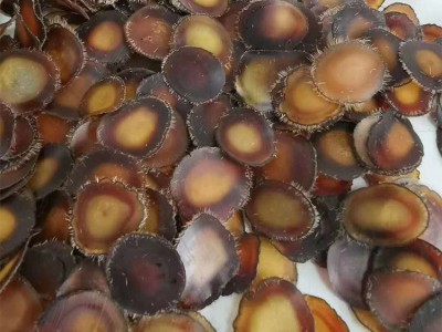 鹿茸片全蜡片含血足营养丰富 吉林长春鹿茸泡水煲汤泡酒1克图3