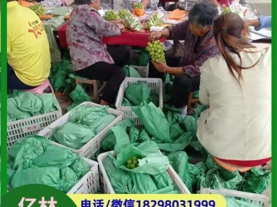 无籽青提葡萄 栽培简单 果皮为黄绿色 富含膳食纤维图5