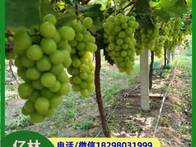 无籽青提葡萄 栽培简单 果皮为黄绿色 富含膳食纤维图4
