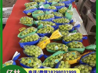无籽青提葡萄 栽培简单 果皮为黄绿色 富含膳食纤维图2