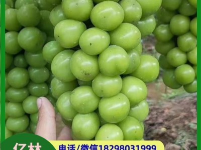 无籽青提葡萄 栽培简单 果皮为黄绿色 富含膳食纤维图3