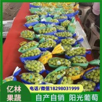 无籽青提葡萄 栽培简单 果皮为黄绿色 富含膳食纤维