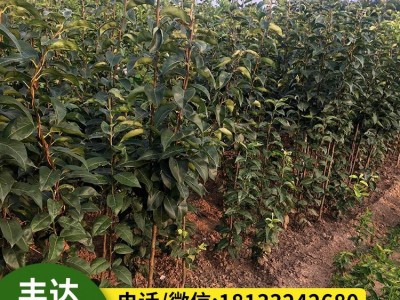皇冠梨树苗 梨树果苗嫁接 南北方种植 水果苗木基地直发图3