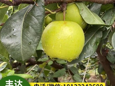 皇冠梨树苗 梨树果苗嫁接 南北方种植 水果苗木基地直发图2