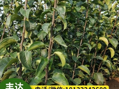 皇冠梨树苗 梨树果苗嫁接 南北方种植 水果苗木基地直发图5