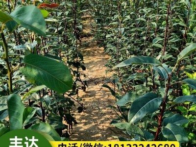皇冠梨树苗 梨树果苗嫁接 南北方种植 水果苗木基地直发图4