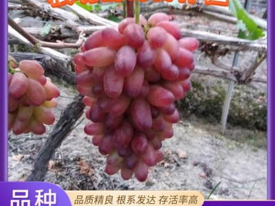 根明 纯正嫁接 扦插 美人指葡萄苗 基地直供 精选优质苗图2