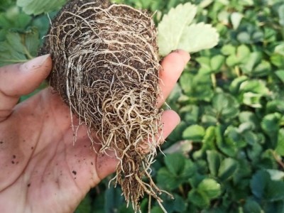 树友农业章姬草莓苗 水分充足 存活率高 硬度好耐运输 储存方便图3