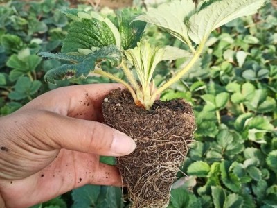 树友农业章姬草莓苗 水分充足 存活率高 硬度好耐运输 储存方便图5