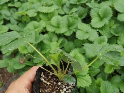 树友农业章姬草莓苗 水分充足 存活率高 硬度好耐运输 储存方便图4