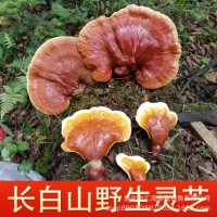 长白山灵芝片切片干货茶酒干林芝粉非孢子粉500g