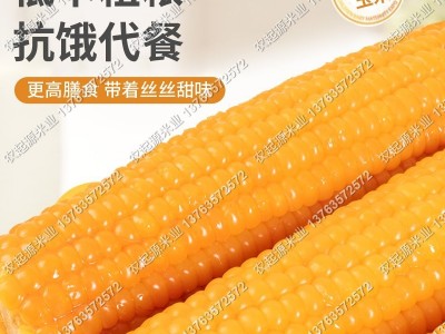 东北玉米新鲜黄糯玉米棒真空即食10根每根220g鲜嫩黏玉米绿色认证图2