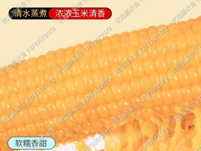 东北玉米新鲜黄糯玉米棒真空即食10根每根220g鲜嫩黏玉米绿色认证图3