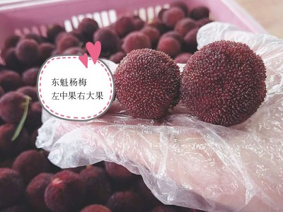 浙江仙居东魁杨梅鲜果新鲜水果现摘现发当季孕妇水果大杨梅3斤6斤图4