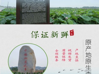 大颗湘潭莲子干货500g无芯莲子米去芯磨皮白莲子去心湘莲湖南产地图3