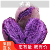 现挖紫薯新鲜10斤地瓜农家软糯山芋沙地红小紫心蜜薯紫薯一件代发