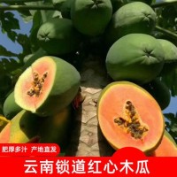 云南西双版纳水果红心木瓜新鲜应季现摘现发高原种植3/5/10斤包邮