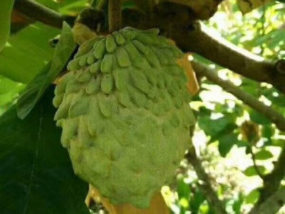 凤梨释迦果 番荔枝佛头果 新鲜应季水果农场现摘直供图4