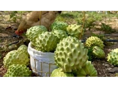 凤梨释迦果 番荔枝佛头果 新鲜应季水果农场现摘直供图2