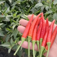 应季红辣椒 品种齐全 现货农场采摘直发 优选合意种植