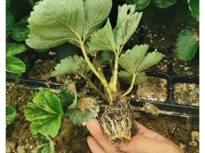 大叶九九草莓苗 高产耐严寒 根系完整度高 缓苗快图4